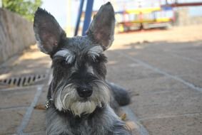 Dog with charming Look