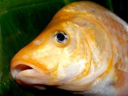 close up photo of golden carp fish