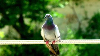 pigeon sitting on a wooden stick
