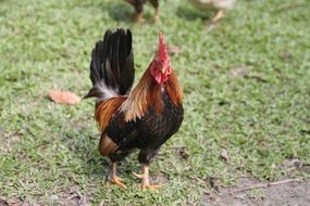 black cock on green grass