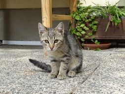 Cat sitting on a stone ground