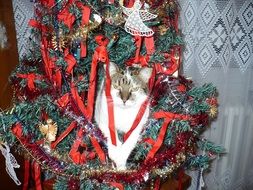 Cat in Ornament Christmas