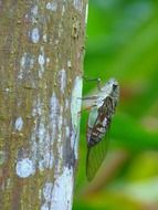 Cicada