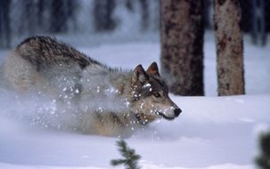 Wolf is running in the snow