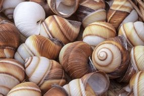 striped white brown shells