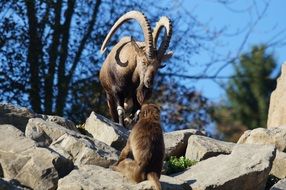 Capricorn met monkey