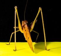 yellow grasshopper on a yellow surface