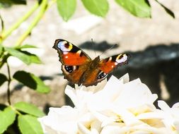 multi-colored butterfly on the white rose