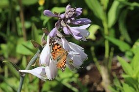 orange butterfly on the wild summer flower