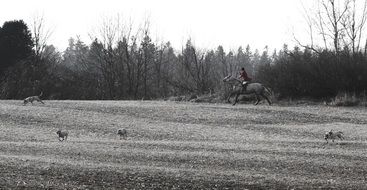 Black and white photo of the hunter riding horse and Hunting Dogs running on Field