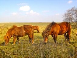 brown horses on a green pasture