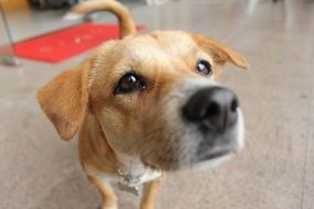 brown dog with begging eyes