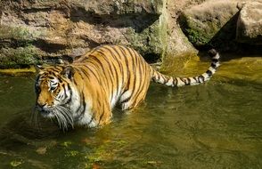 tiger in the pond