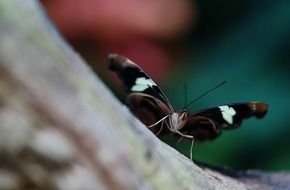 black butterfly with white spots close up