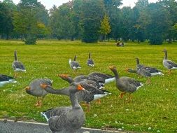 Bird Animals Goose