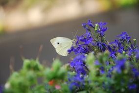 white Butterfly on blue Flowers