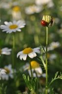 ladybug on bud of daisy