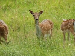 young deer among tall grass