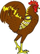 Colorful rooster