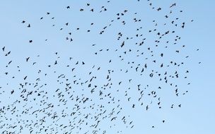 huge flock of birds high in the sky