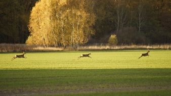three deers run on the green field