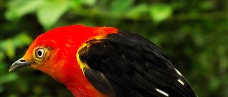 Birds Of Brazil on a blurred background