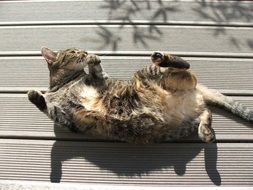 cat is played