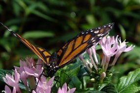 butterfly on the flower in summer