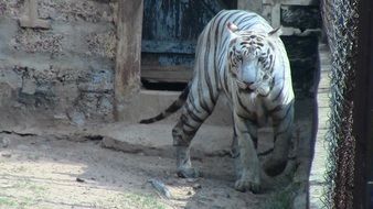 white tiger is a dangerous animal in the zoo