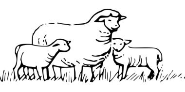 Black and white Ä°llustration of Sheeps on a field