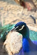 peacock with bright feathers