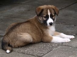 young puppy is lying on a concrete tile