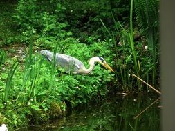 Heron in the grass by the river