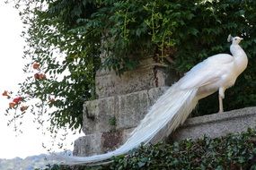 gorgeous White Peacock