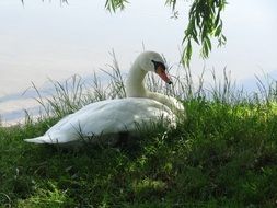 white swan on the green lakeside