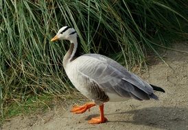 Anser Indicus Bar-Headed Goose