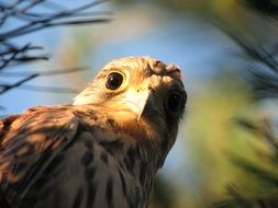 Brown falcon close-up on blurred background