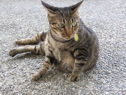 domestic tiger cat with bright green eyes