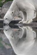 polar bear reflection on ice floe