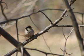 brown sparrow on an autumn tree