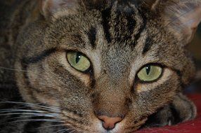 cat face with green eyes close up