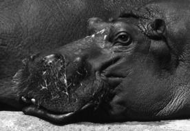 black and white portrait of a hippopotamus