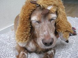 Dog in Wig