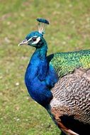 portrait of graceful male peacock