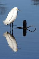 Beautiful white snowy egret in the water