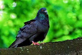 dark dove on a tree trunk