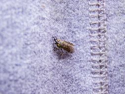 tiny beetle on blue material close-up