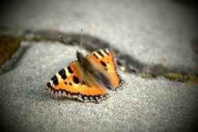 Macro photo of Butterfly insect