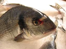 Picture of Fishes in a market