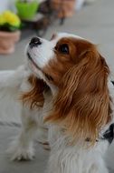 dog breed Cavalier King Charles Spaniel on the street